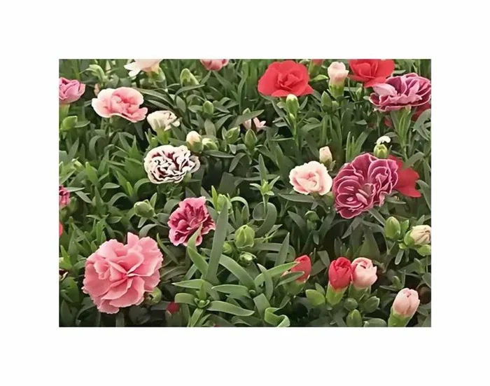 0,1 g Landnelken Floristan Mischung Garten Pflanzen – Samen F-S545