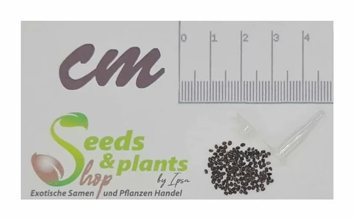 0,1 g Saatgut Vanilleblume Marine Garten Pflanzen – Samen F-S463