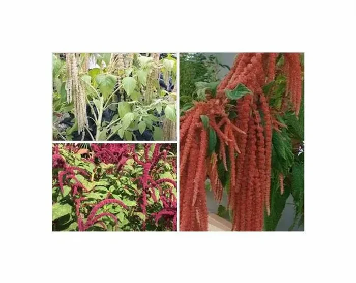 1,5 g Fuchsschwanz Mischung Saatgut Garten Pflanzen – Samen F-S413