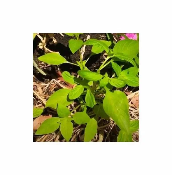 1 g Basilikum Lemon Mrs. Burns Garten Pflanzen – Samen F-S233