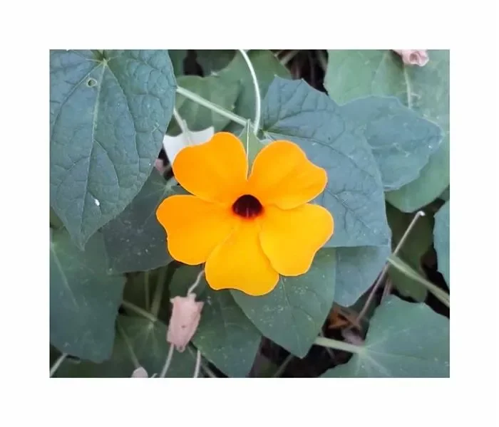 1 g Schwarzäugige Susanne Thunbergia alata Garten Pflanzen – Samen F-S564