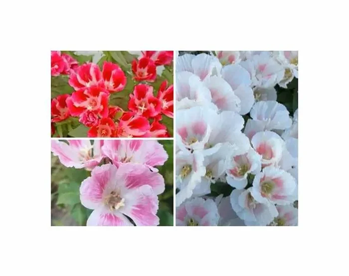 1 g Sommerazaleen Godetia Saatgut Garten Pflanzen – Samen F-S401
