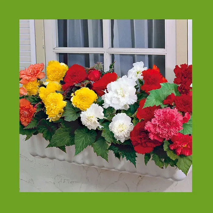 10 Doppelt gefüllte Fransen-Begonien – Blumenzwiebeln Bestellnummer 5505125