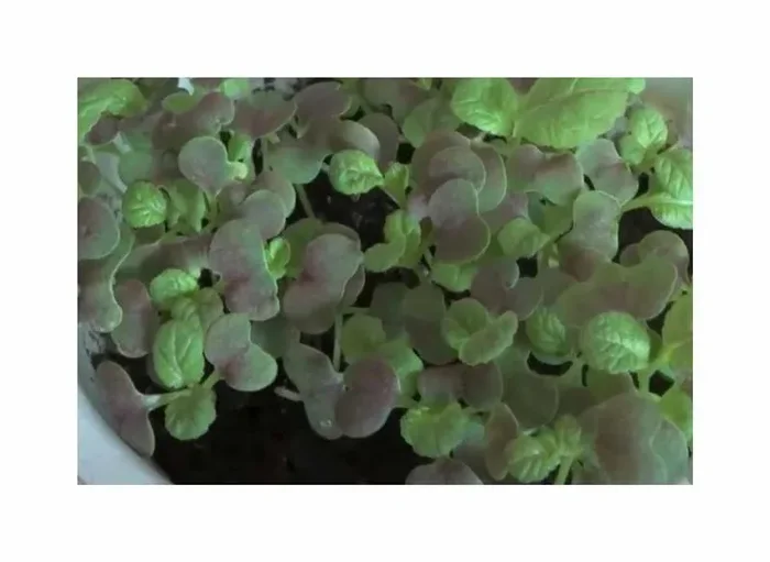 10 g Microgreens (Bio) Senf Red Giant Garten Pflanzen – Samen F-S685