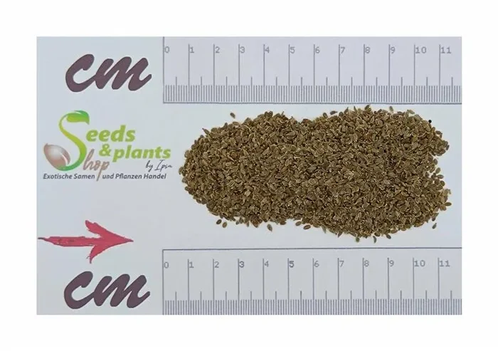 10 g Möhren Rote Riesen, Sparpackung Garten Pflanzen – Samen F-S220