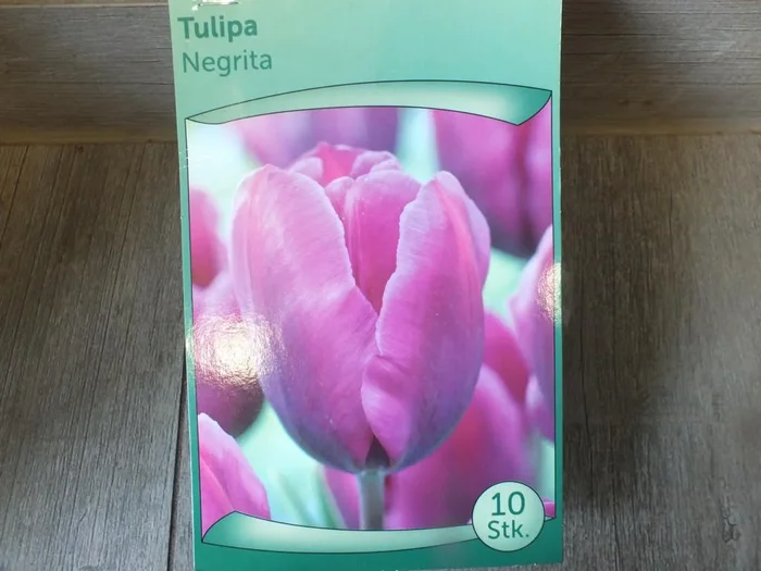 10 x Negrita Tulpenzwiebeln – winterharter Pflanzen für Garten und Balkon -mehrjährig – für Topf und Beet