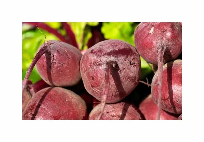 100 Korn Rote Bete (Bio) Detroit Bolivar Garten Pflanzen – Samen F-S660