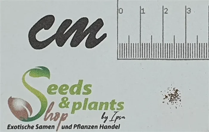 100x Asplenium nidus Vogelnestfarn Nestfarn Pflanzen – Samen B731