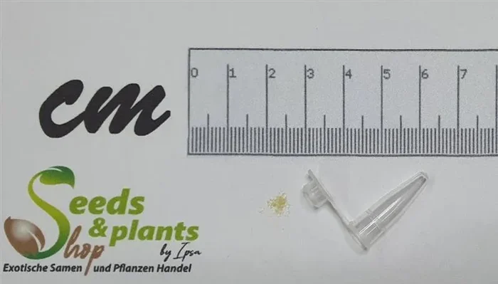 100x Eulophia graminea Orchidee Zimmer Pflanzen – Samen B1450