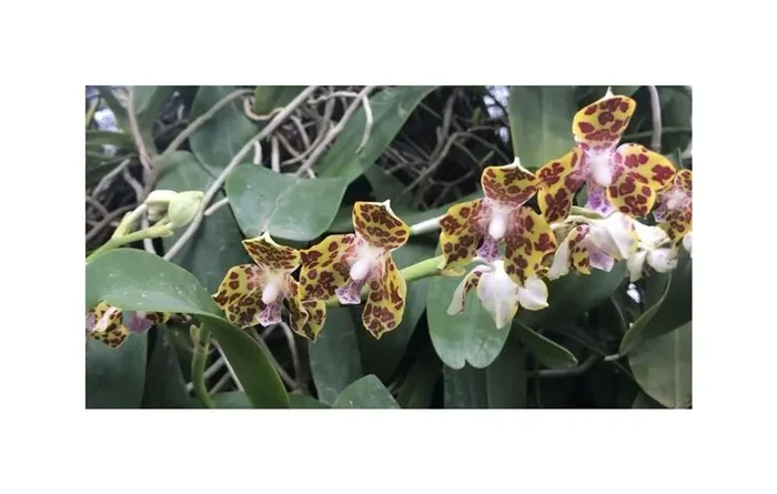 100x Hygrochilus parishii Orchidee Garten Pflanzen – Samen B1645