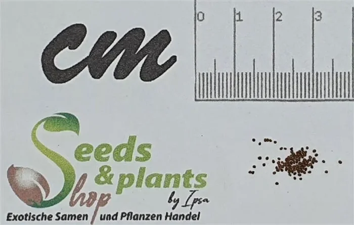 100x Nicotiana tabacum Rauchtabak Tabak Garten Pflanzen – Samen B835