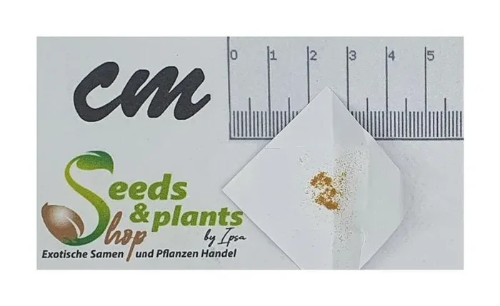 100x Thrixspermum centipeda Orchidee Garten Pflanzen – Samen B347