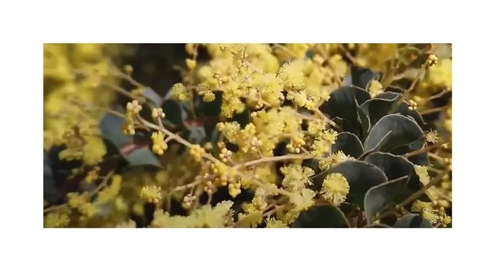 10x Acacia pravissima Akazie Garten Pflanzen – Samen ID1063