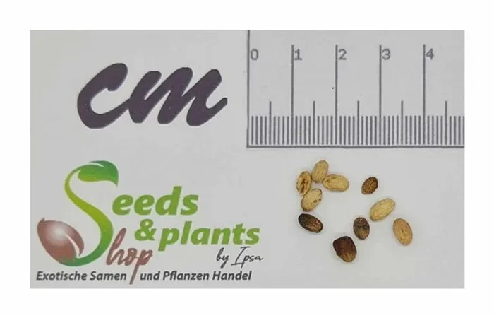10x Aegiphila panamensis Baum Garten Pflanzen – Samen B75