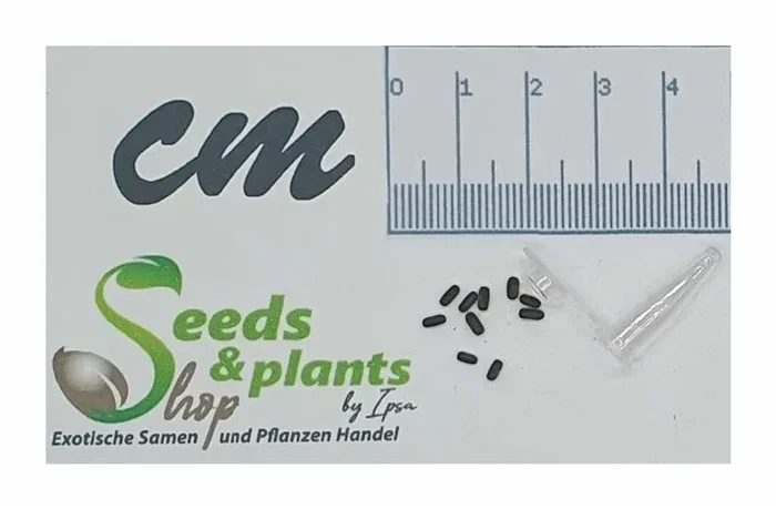 10x Aeschynomene indica Strauch Garten Pflanzen – Samen ID1081