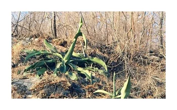 10x Agave abisaii Agaven Garten Pflanzen – Samen ID650