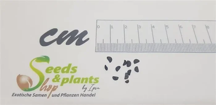 10x Agave geminiflora Blätter steifdunkelgrün Pflanzen – Samen B1880