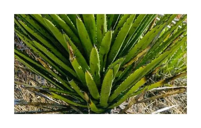 10x Agave karwinskii Karwinski Agave Garten Pflanzen – Samen ID693