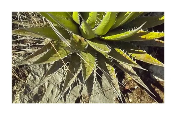 10x Agave kerchovei Pichomel Agaven Garten Pflanzen – Samen ID695