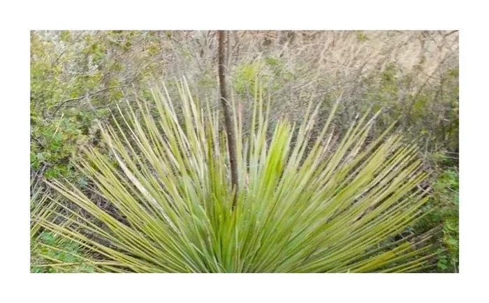 10x Agave striata subsp. falcata Agaven Garten Pflanzen – Samen ID737