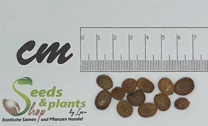 10x Albizia lebbeck Albizie Siris Baum Garten Pflanzen – Samen ID58