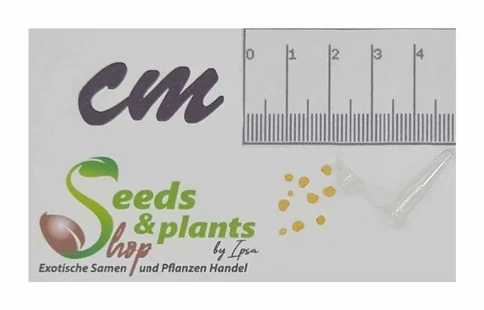 10x Alkekengi officinarum Physalis alkekengi Garten Pflanzen – Samen B81