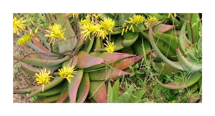 10x Aloe chrysostachys Sukkulenten Garten Pflanzen – Samen ID769