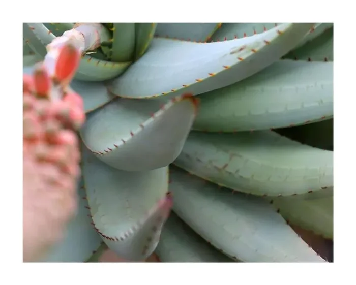 10x Aloe claviflora Kraal Aloe Garten Pflanzen – Samen ID771