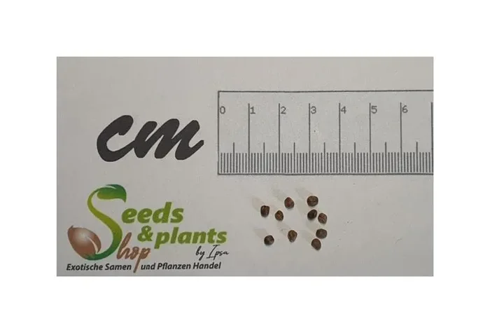 10x Amomum subulatum Schwarzer Kardamom Strauch Garten Pflanzen – Samen B458