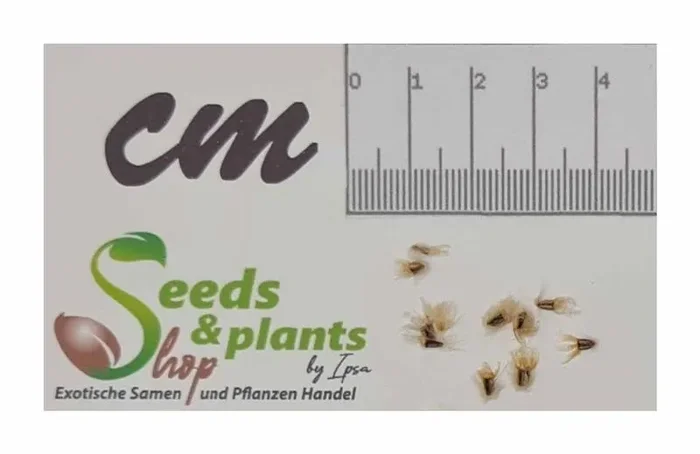 10x Arctotis gumbletonii Blumen Garten Pflanzen – Samen B678
