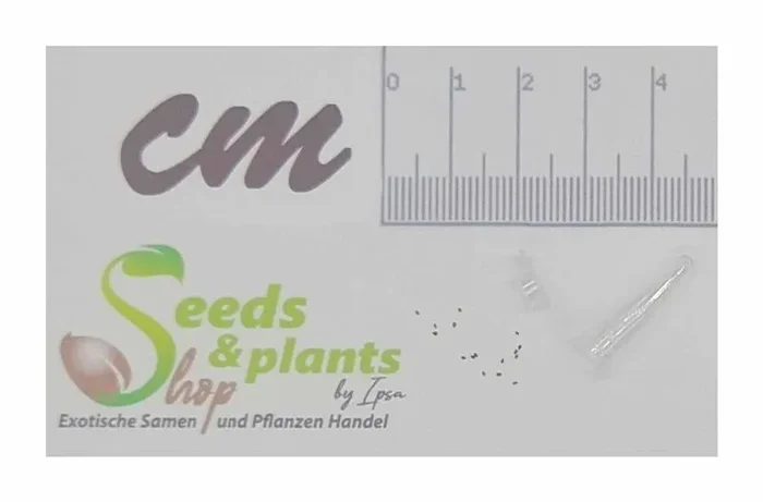 10x Argyroderma framesii ssp hallii Garten Pflanzen – Samen B687