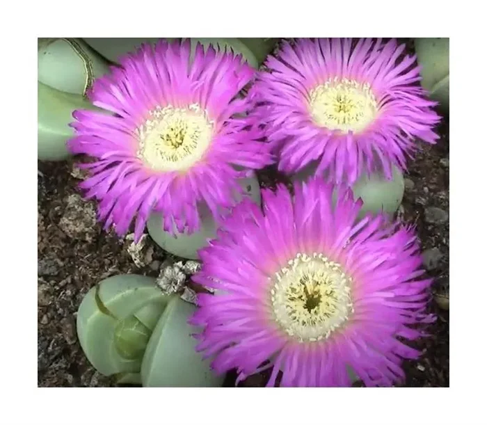 10x Argyroderma ringens lebender Stein Garten Pflanzen – Samen B689