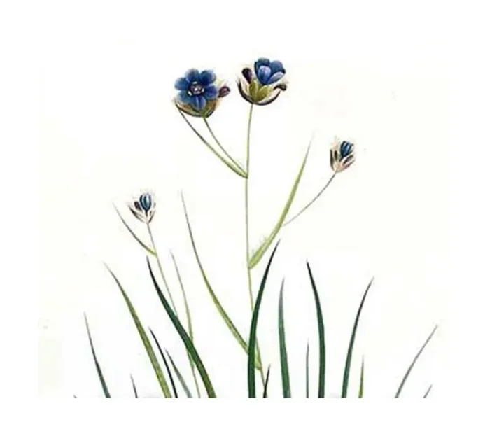 10x Aristea ecklonii Blaue Kornlilie Garten Pflanzen – Samen ID837