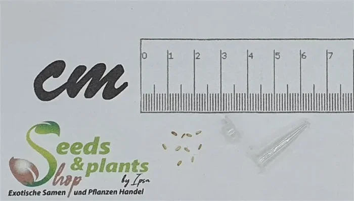10x Athanasia dentata Korbblütler Garten Pflanzen – Samen B743