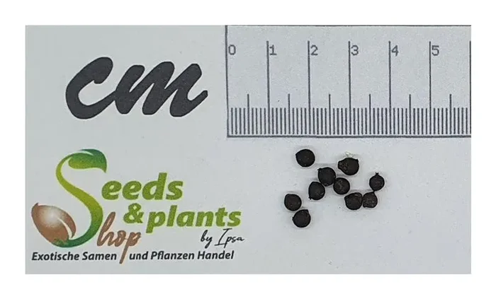 10x Basselinia eriostachys Purpur Basselinia Palme Garten Pflanzen – Samen ID354