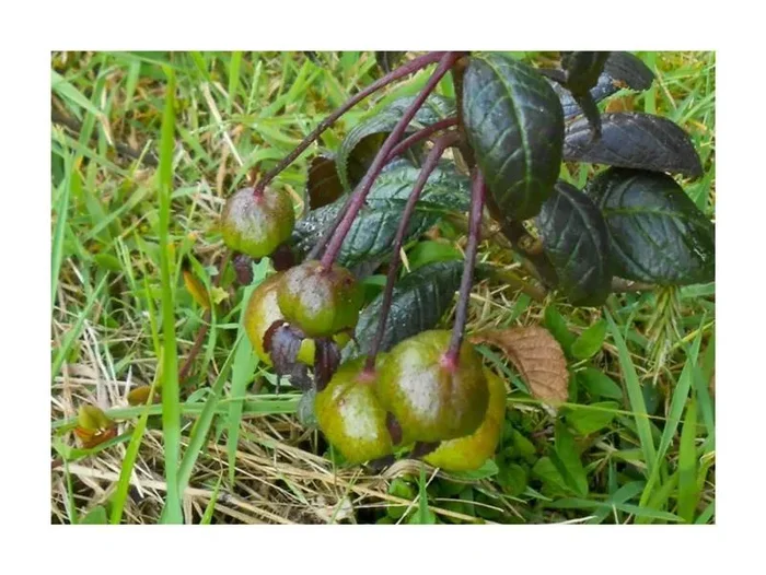 10x Burmeistera glabrata Strauch Garten Pflanzen – Samen B191