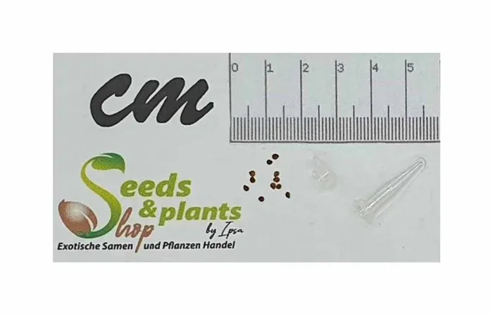 10x Cassia leptophylla Baum Garten Pflanzen – Samen ID1173