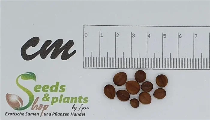 10x Cassia roxburghii Rote Kassie Baum Garten Pflanzen – Samen ID195