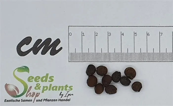 10x Ceiba speciosa Florettseidenbaum Baum Pflanzen – Samen ID220