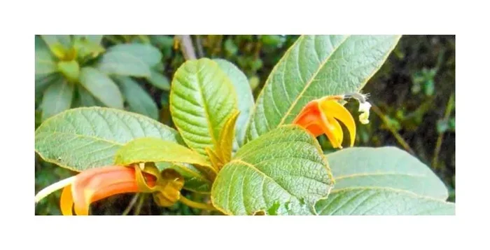 10x Centropogon fulvus Strauch Kletterstrauch Garten Pflanzen – Samen B268