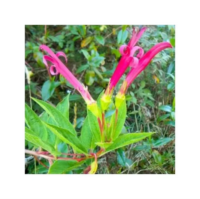10x Centropogon talamancensis Strauch Zierpflanze Garten Pflanzen – Samen B273