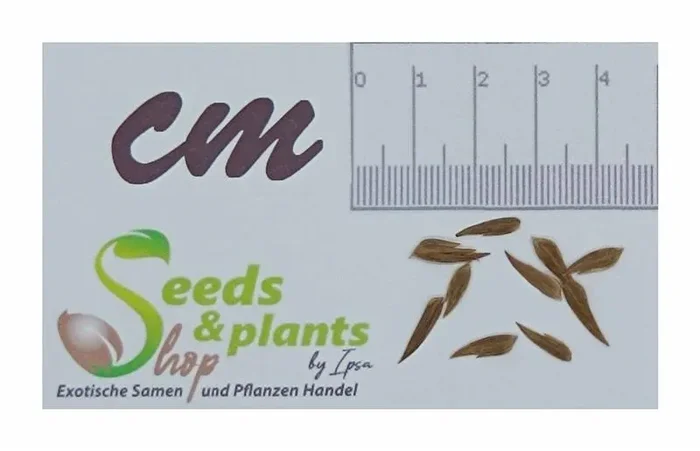 10x Chasmanthium latifolium Gräser Garten Pflanzen – Samen ID550