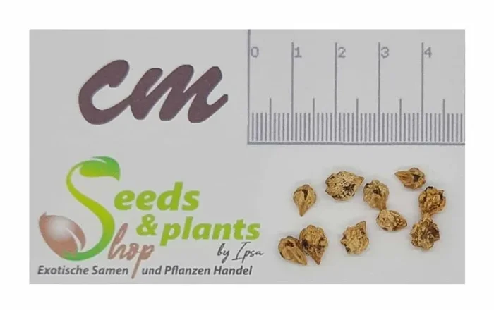 10x Cordia tetrandra Baum Strauch Garten Pflanzen – Samen B457