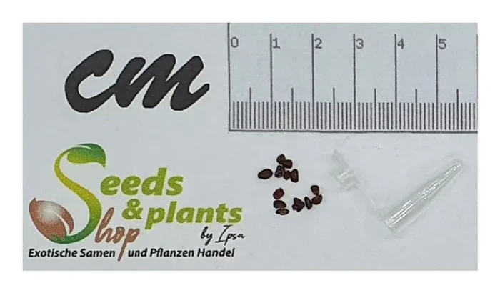 10x Corymbia torelliana Baum Garten Pflanzen – Samen ID1219