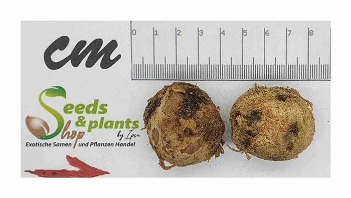 10x Corypha umbraculifera Talipot Palme Garten Pflanzen – Samen ID382