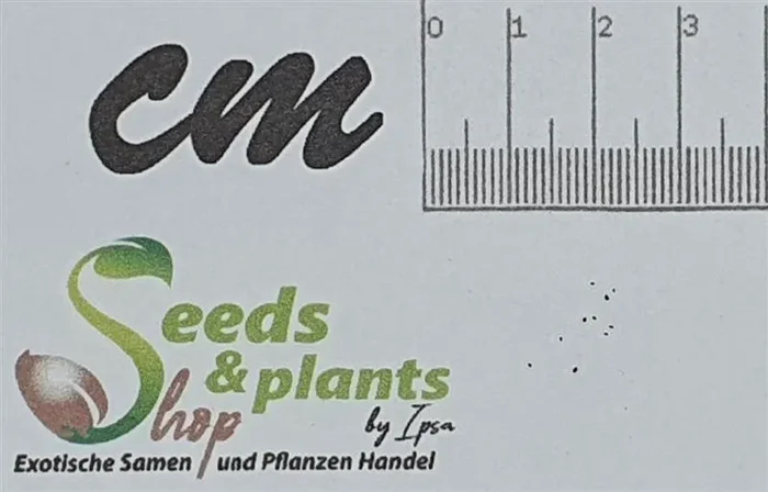 10x Crassula perfoliata var. falcata Sukkulente Pflanzen – Samen B1035