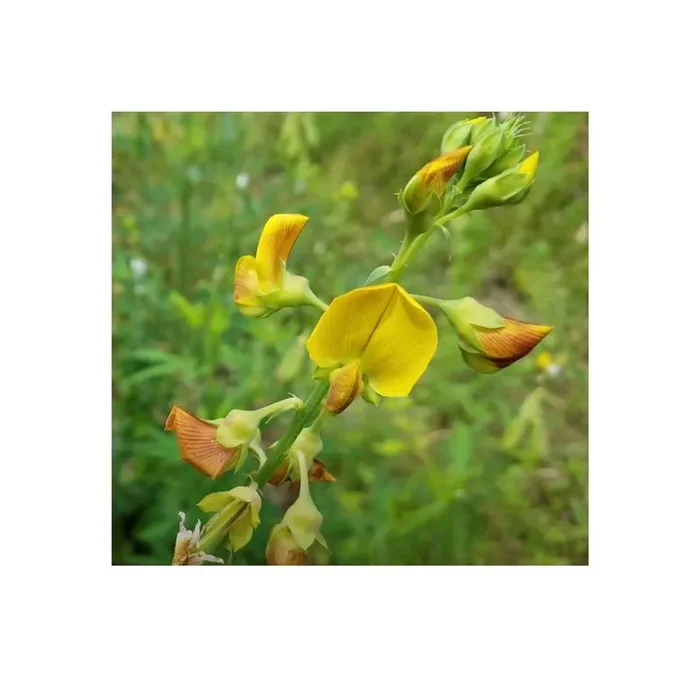 10x Crotalaria quinquefolia Strauch Garten Pflanzen – Samen ID1234