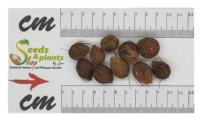 10x Dypsis fibrosa Berg Vonitra Palme Garten Pflanzen – Samen ID392