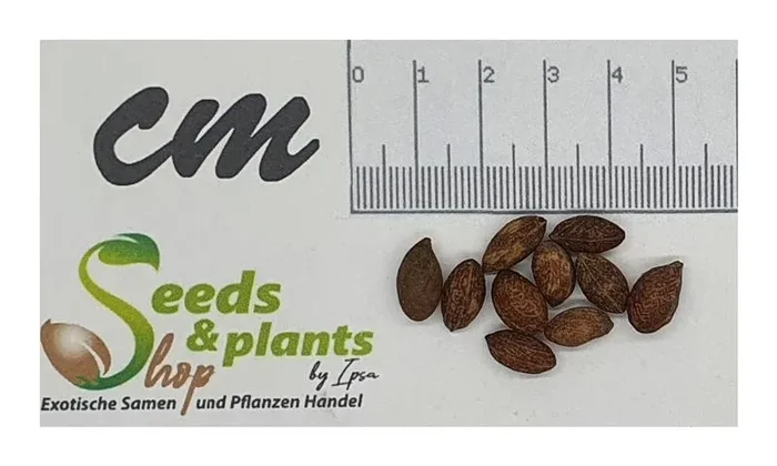 10x Dypsis madagascariensis Lucuba Palme Garten Pflanzen – Samen ID395