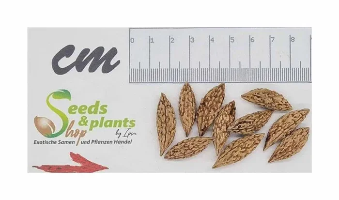 10x Elaeocarpus hygrophilus Baum Garten Pflanzen – Samen ID1269